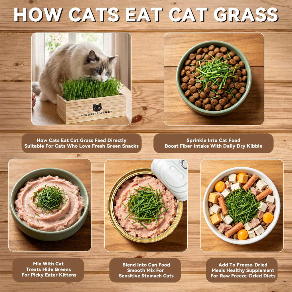 Cat Grass Kit Indoor Non-GMO Wheatgrass Seeds Growing Set I5402